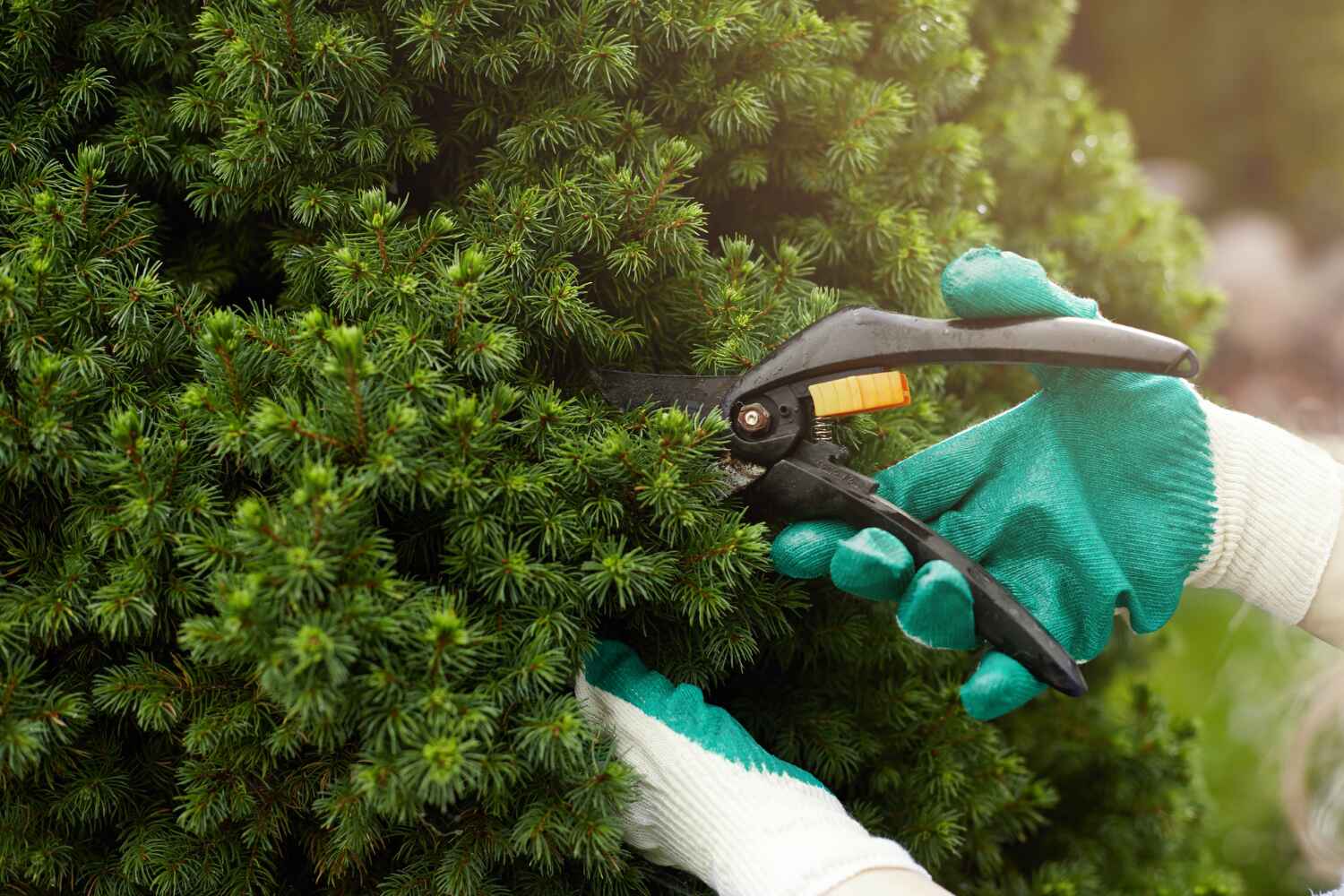 Professional Tree Service in Venice Gardens, FL